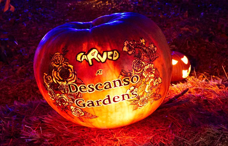 Carved Descanso Gardens, halloween à Los Angeles, citrouille illuminée