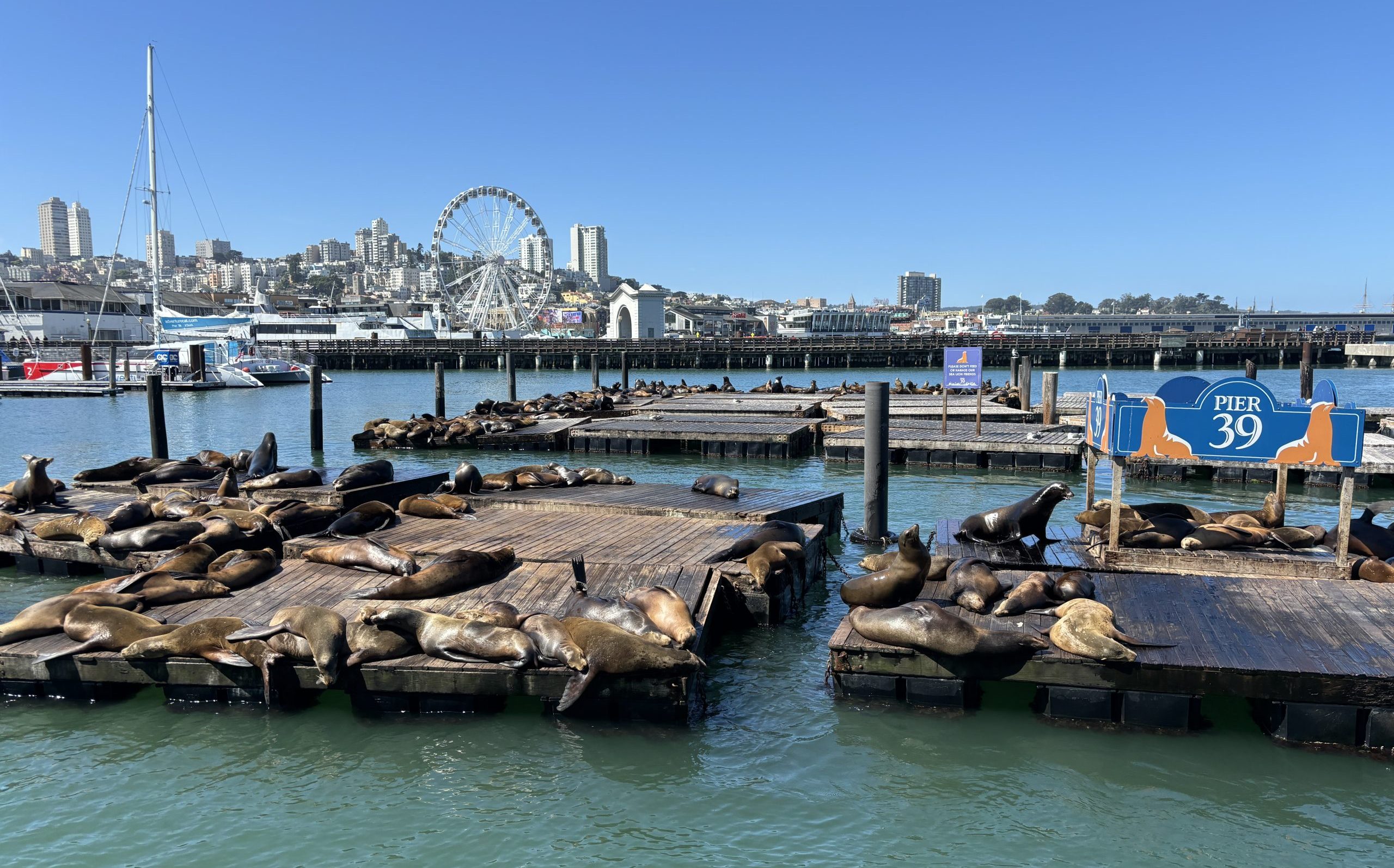 port san francisco avec lions des mers